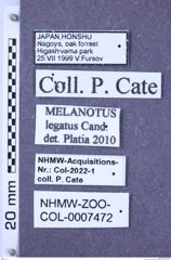 Etiketten zu Melanotus legatus (NHMW-ZOO-COL-0007472)